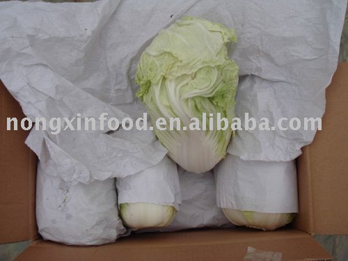 WHITE CHINESE CABBAGE  FRESH CHINESSE CABBAGE