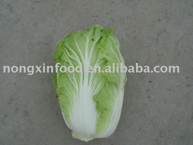 chinese cabbage
