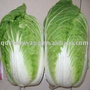 2011 fresh  chinese long white cabbage