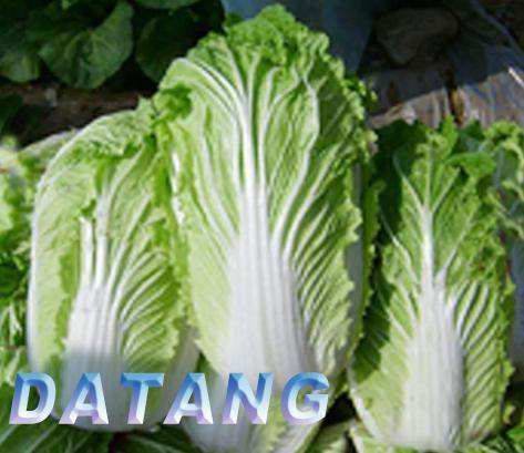 fresh chinese cabbages