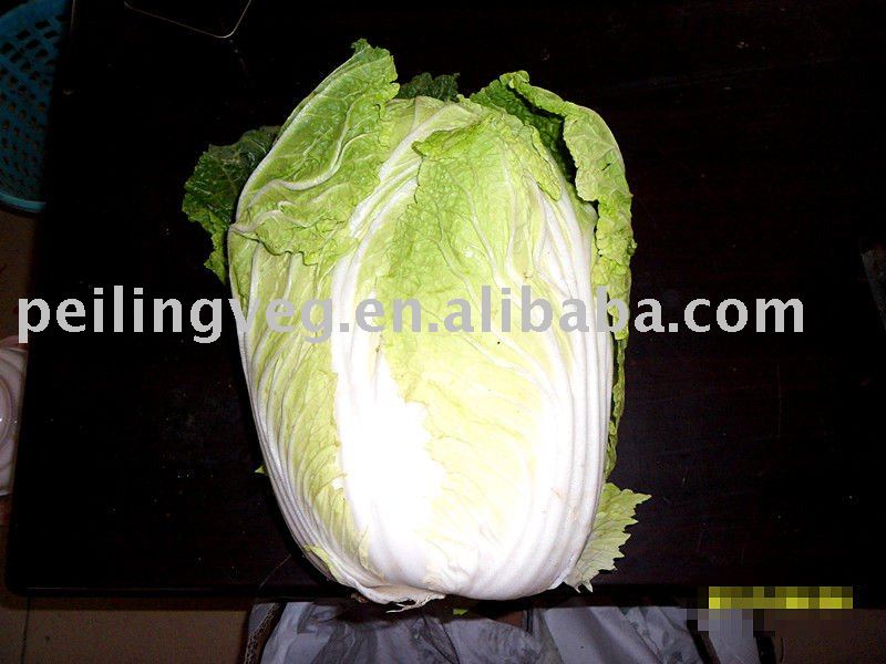 FRESH NATURAL CABBAGE(2011)