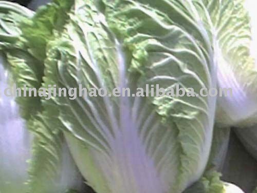 Shouguang Fresh Green Celery Cabbage