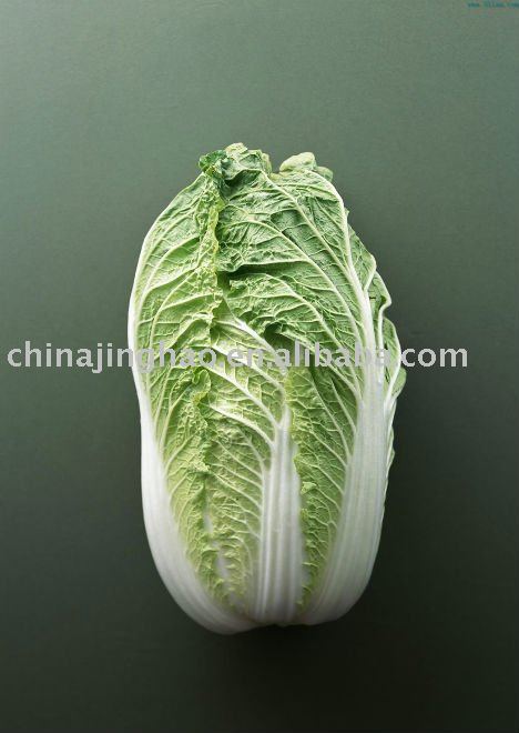 Shouguang Fresh Cerely Cabbage 2010