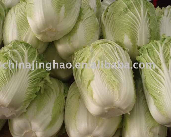 China Fresh Chinese Cabbage 2010 new crop
