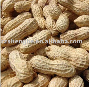 Chinese peanut in shell