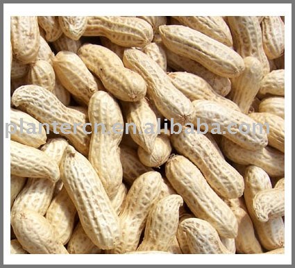 Peanut in shell