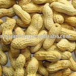 Peanut in Shell