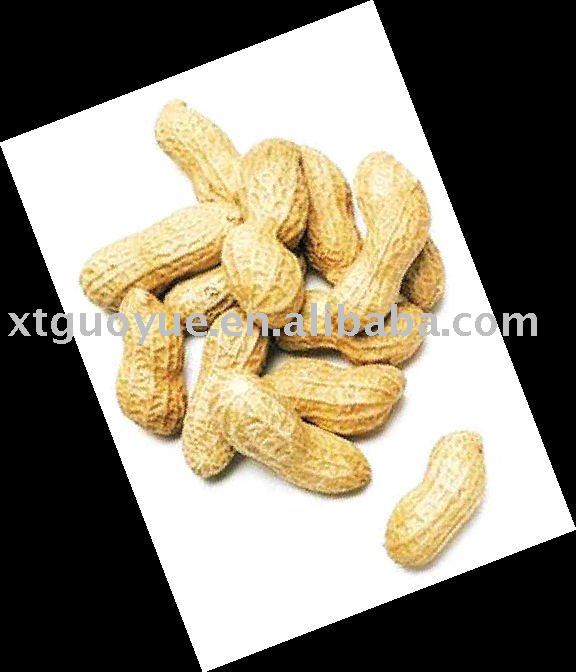 peanut in shell