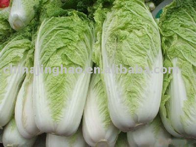 2010 new crop China Fresh Chinese Cabbage