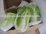 Fresh Chinese Cabbage in Food & Beverage