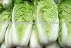 Sell  Fresh   Chinese   Long   Cabbage 