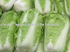Chinese Long Cabbage