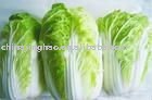 (MOQ:1x40 FCL 10kg / Carton or Mesh Bag) Chinese Fresh Round  Cabbage