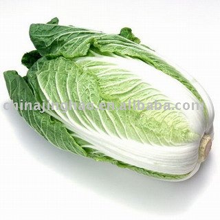 10KG/CARTON Fresh Chinese Cabbage