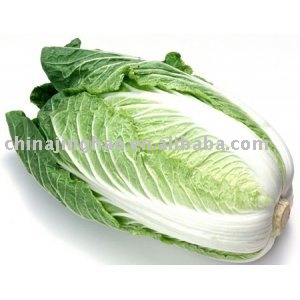 FRESH CHINESE CABBAGE 2010 1X40 FCL