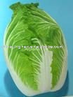 Fresh Chinese Long  Cabbage