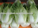 High Quality Fresh Chinese Cabbage
