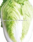 Chinese Fresh Long Cabbage
