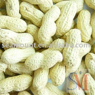 Sell Peanut In Shell, Washed