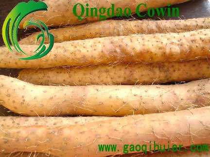 Fresh Yam