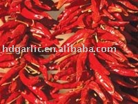 chinese hot chili