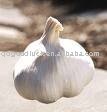 New Crop Fresh Garlic
