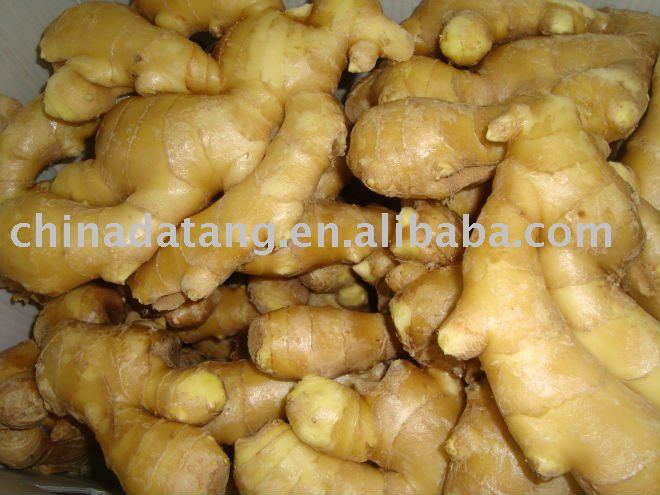 hot sale Fresh ginger