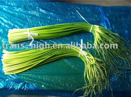 garlic sprout