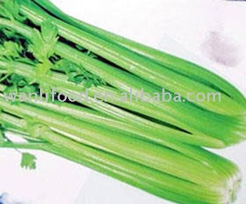 Fresh green Celery,China WANLI price supplier - 21food