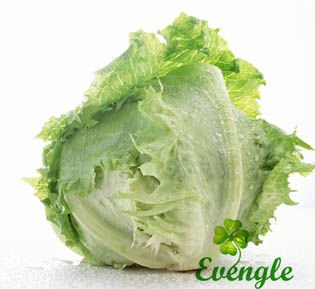 Fresh Lettuce/Round Lettuce/Top Quality Organic
