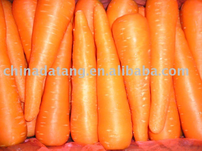 high quality fresh carrot in hot sale