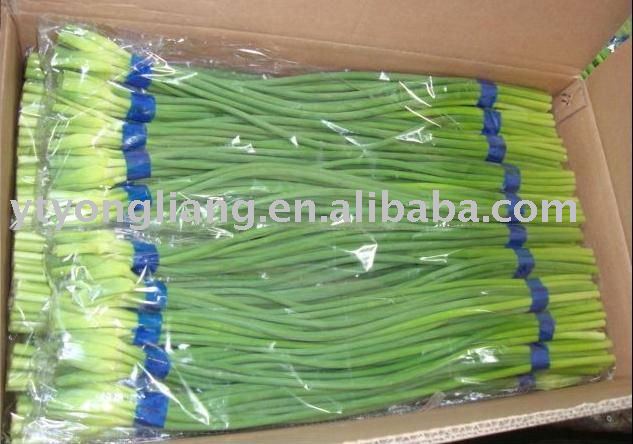 fresh garlic bolts