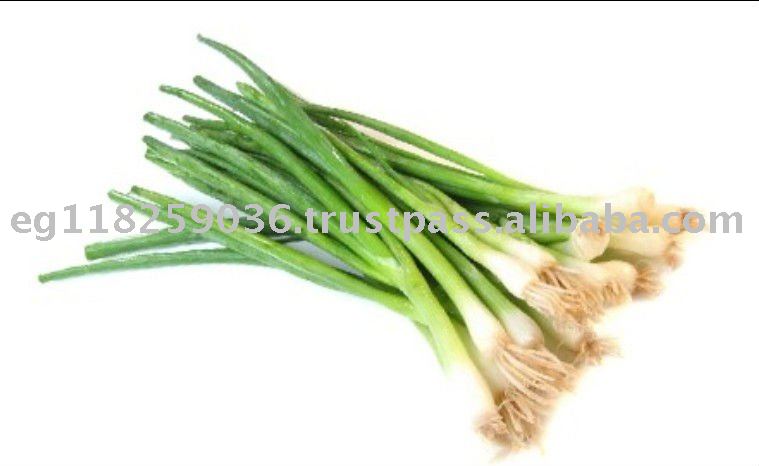 Fresh Spring Onion