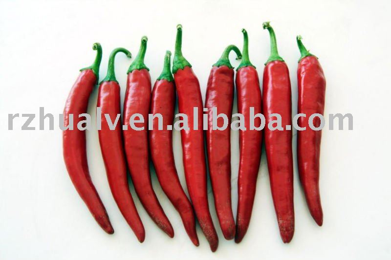China Fresh Pepper