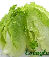 Fresh Lettuce/Long Rome Lettuce/Top Quality Organic