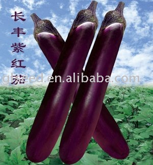 Early- maturing  purple eggplant  seed 