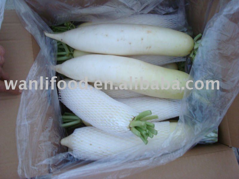 fresh white turnip,China WANLI price supplier - 21food