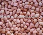 Shandong Peanut Kernels