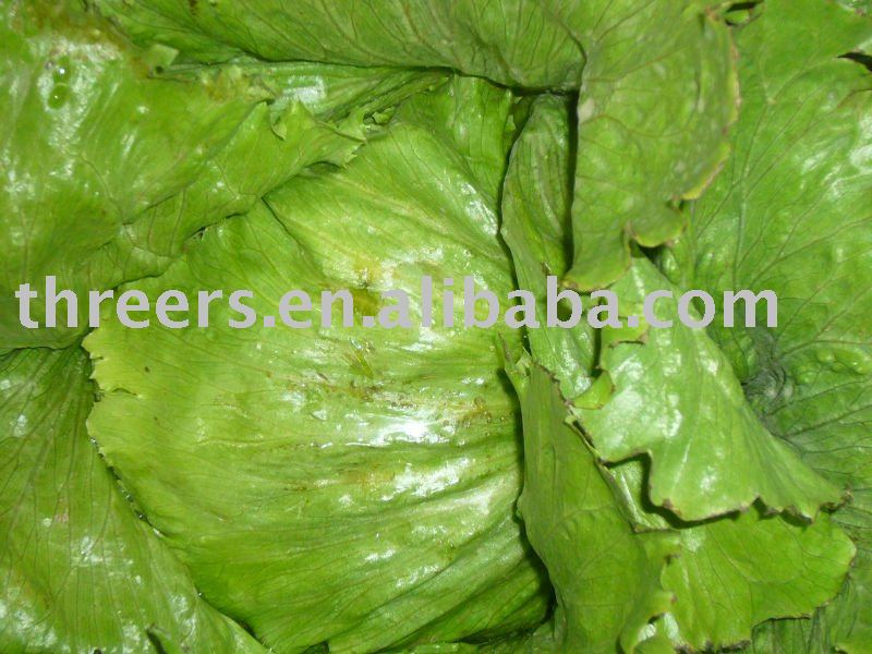 fresh iceberg lettuce