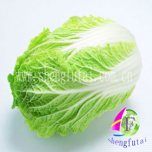fresh chinese cabbage