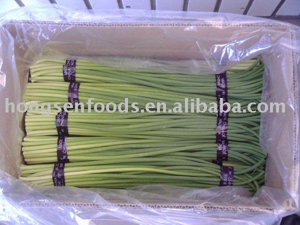  young   garlic  shoot