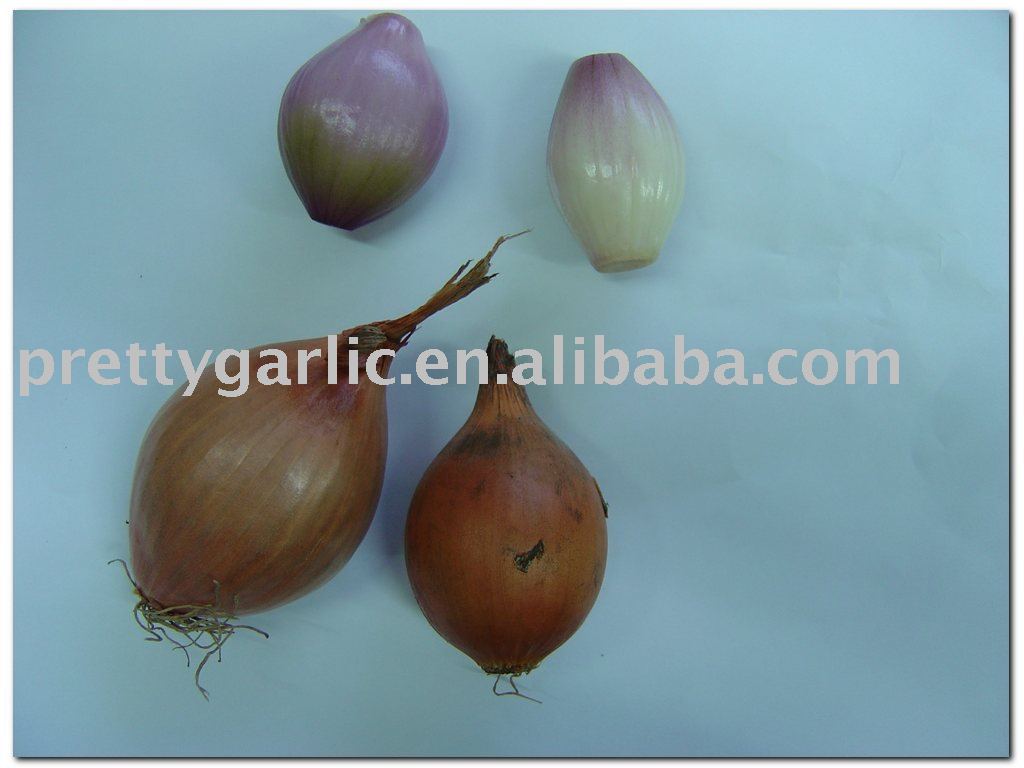 Fresh Vegetables Shallot