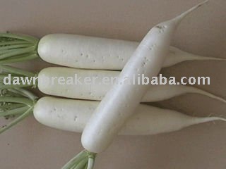 new-crop fresh turnip