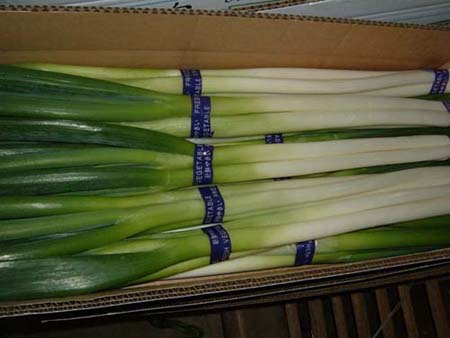 Shallot
