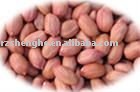 Chinese new crop shandong origin round shape peanut kernels