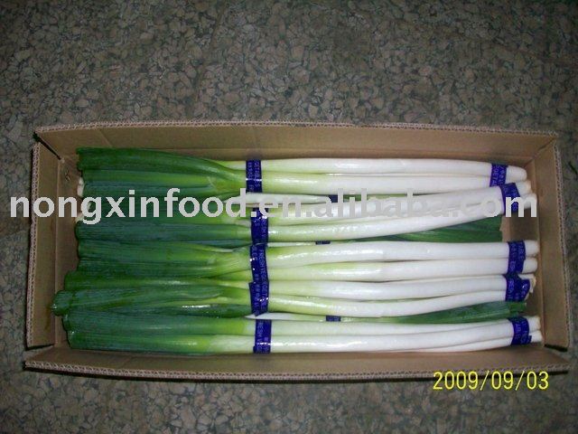 fresh scallion,China price supplier - 21food