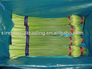 Fresh garlic sprout