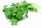 Fresh coriander leaves