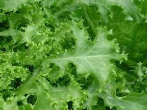 Fresh Chicory for Sale(100% Top Quality),Celery,Aubergine,Spinach,Onion,Garlic,Leeks,Tomatoes,Cabbag