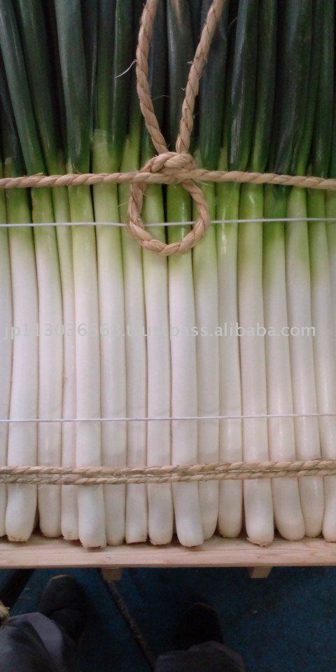 green onion   edosenjyunegi (japanese  Tradition vegetable)